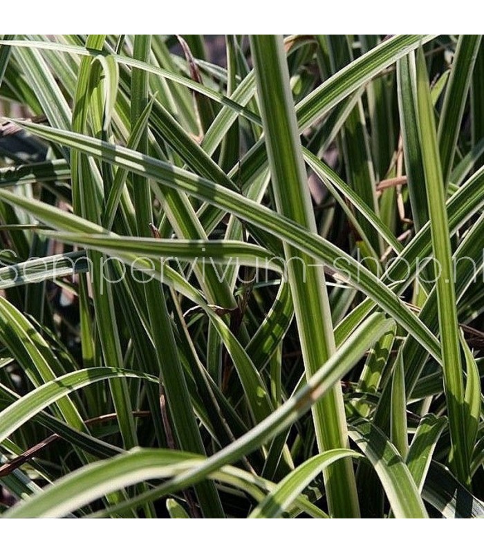 Carex 'Dixie Chip'