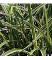 Carex 'Dixie Chip'