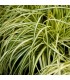 Carex oshimensis 'Evergold'