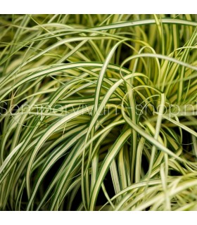 Carex oshimensis 'Evergold'