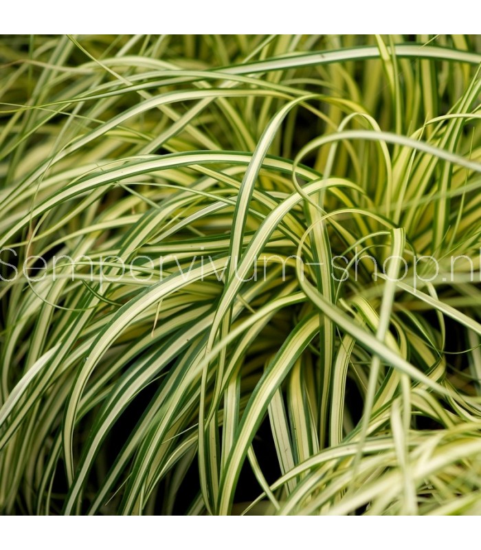 Carex oshimensis 'Evergold'