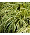 Carex oshimensis 'Evergold'