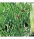 Juncus effusus 'Spiralis
