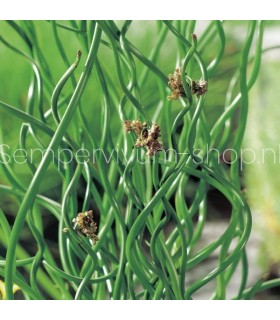 Juncus effusus 'Spiralis