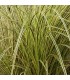 Carex brunnea 'Jenneke'