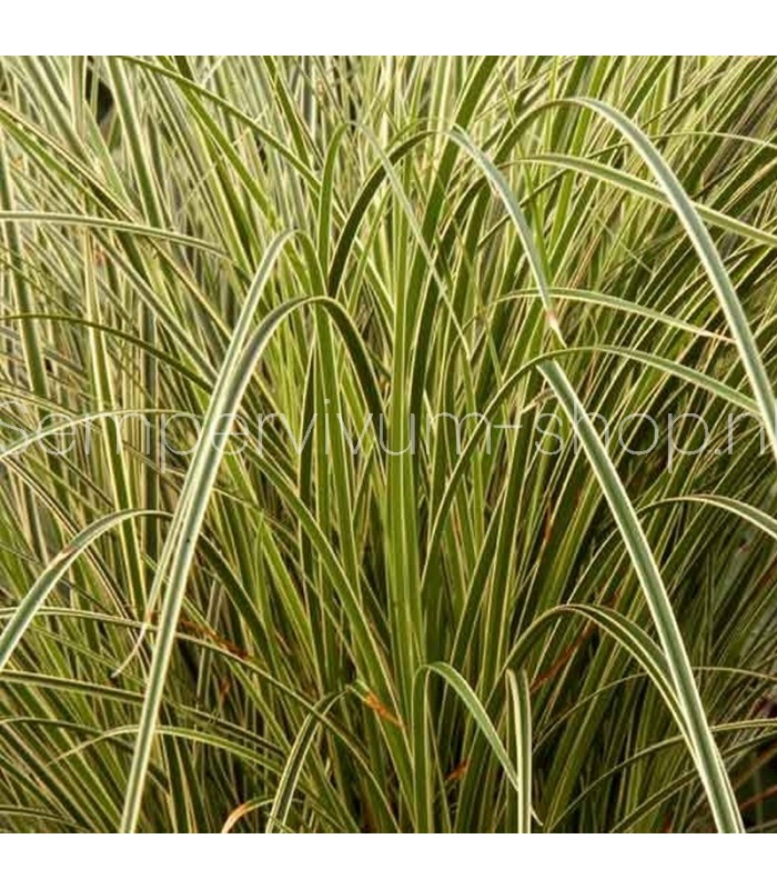 Carex brunnea 'Jenneke'