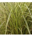Carex brunnea 'Jenneke'
