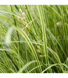 Carex brunnea 'Variegata'