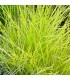 Festuca glauca 'Golden Toupee'