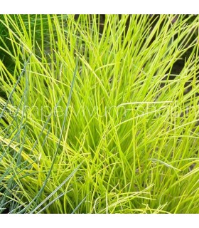 Festuca glauca 'Golden Toupee'