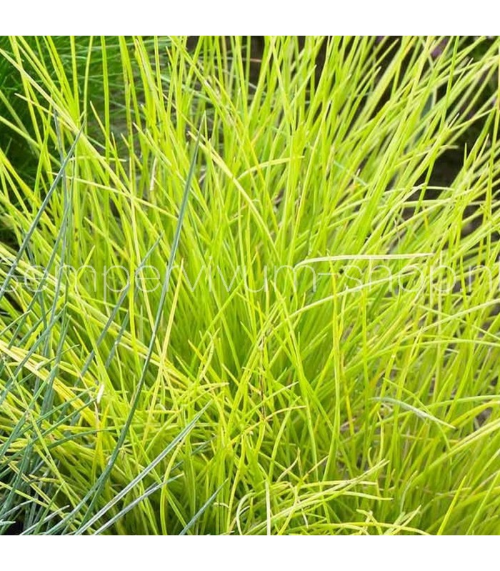 Festuca glauca 'Golden Toupee'