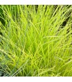 Festuca glauca 'Golden Toupee'