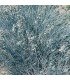 Festuca valesiaca 'Glaucantha'
