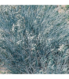 Festuca valesiaca 'Glaucantha'