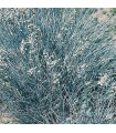 Festuca valesiaca 'Glaucantha'