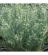 Festuca valesiaca 'Zwergenkönig'