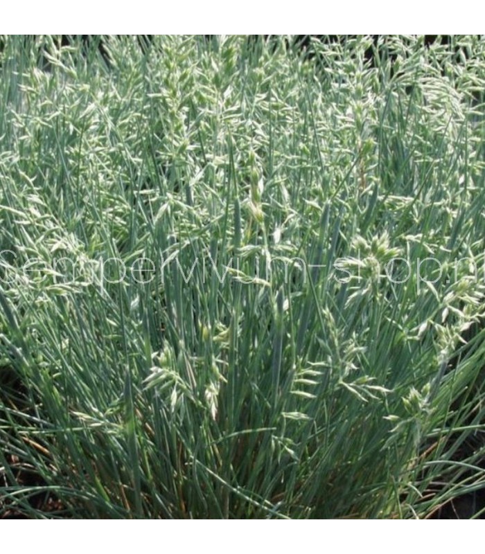 Festuca valesiaca 'Zwergenkönig'