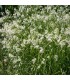 Luzula nivea 'Lucilis'