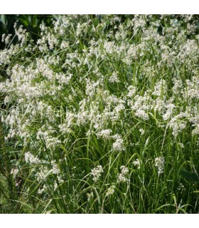 Luzula nivea 'Lucilis'