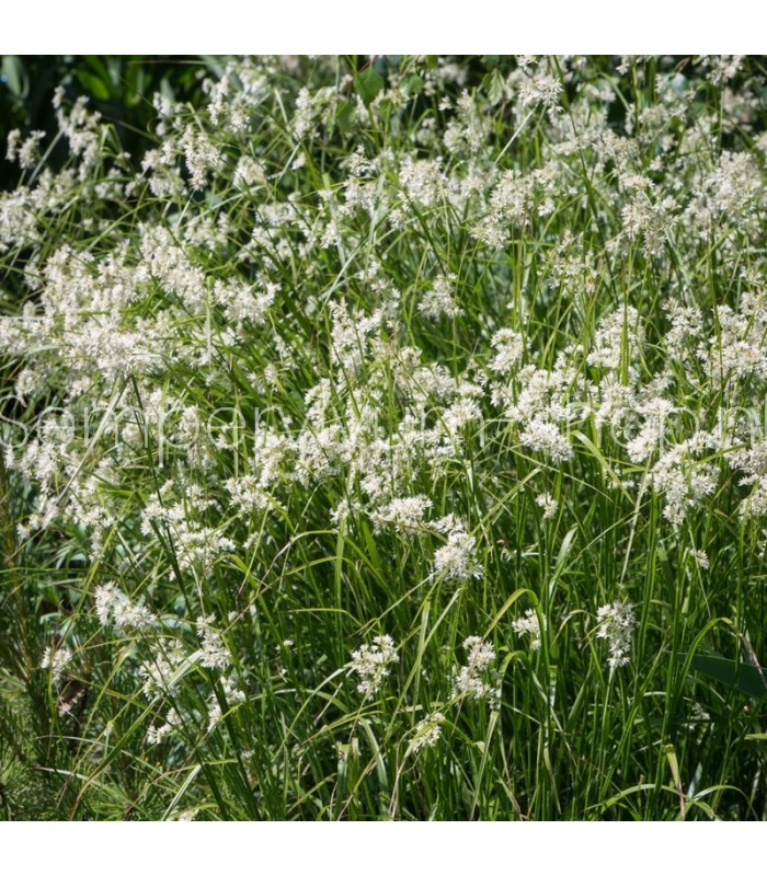 Luzula nivea 'Lucilis'