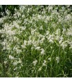 Luzula nivea 'Lucilis'