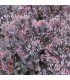 Sedum 'Bertram Anderson'