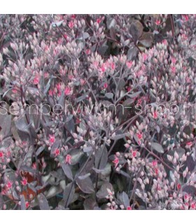 Sedum 'Bertram Anderson'