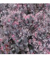Sedum 'Bertram Anderson'