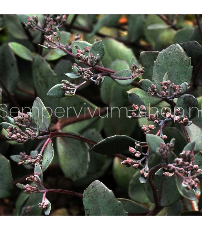 Sedum 'Bertram Anderson'