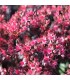 Sedum 'Bertram Anderson'