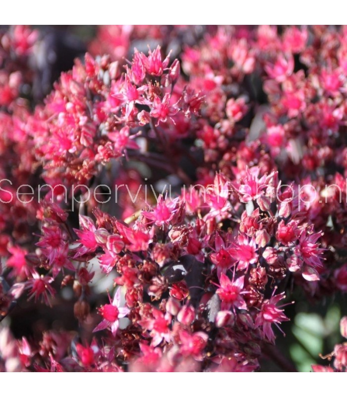 Sedum 'Bertram Anderson'
