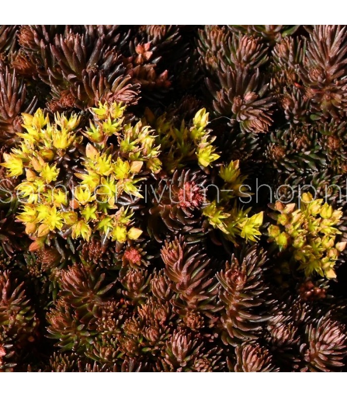 Sedum hakonense 'Chocolate ball'