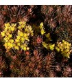 Sedum hakonense 'Chocolate ball'
