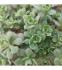 Sedum merii