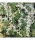 Sedum merii