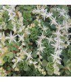 Sedum merii