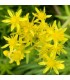 Sedum angelina 'Gold'