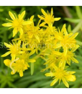 Sedum angelina 'Gold'