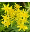 Sedum angelina 'Gold'