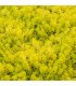 Sedum angelina 'Gold'