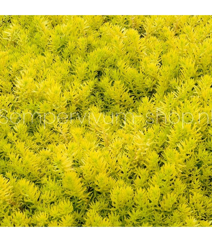 Sedum angelina 'Gold'