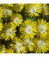 Delosperma 'Luna'