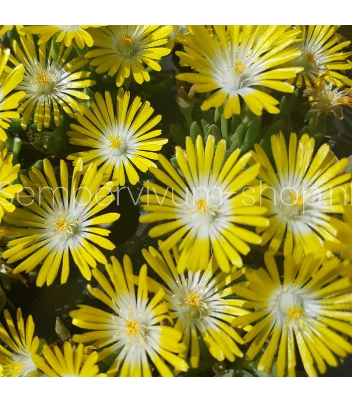 Delosperma 'Luna'