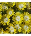Delosperma 'Luna'