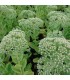 Sedum spectabile 'Herbstfreude'