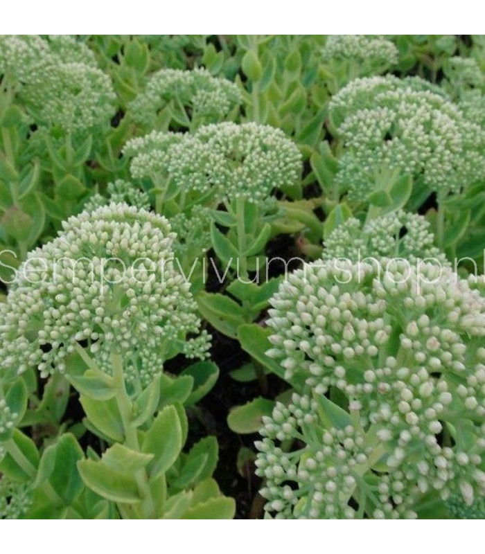 Sedum spectabile 'Herbstfreude'