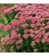 Sedum spectabile 'Herbstfreude'