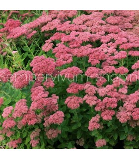Sedum spectabile 'Herbstfreude'