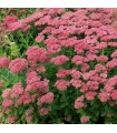 Sedum spectabile 'Herbstfreude'