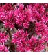 Sedum  'Dragons Blood'